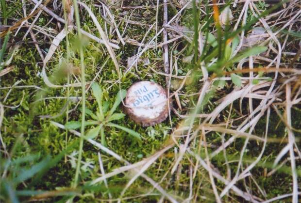 Fotografie von einem Kronkorken, der im Wald im Laub liegt.
