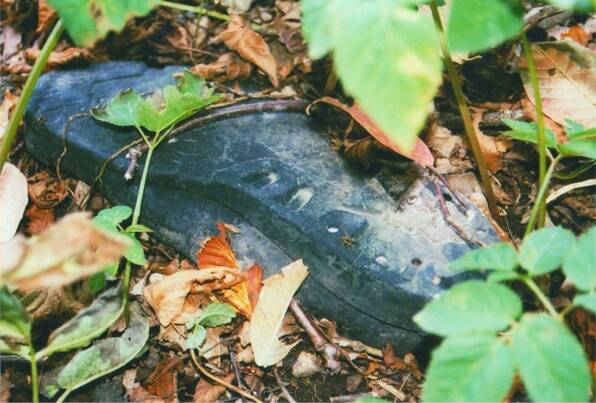 Fotografie von einem alten Schuh, der im Wald im Laub liegt.