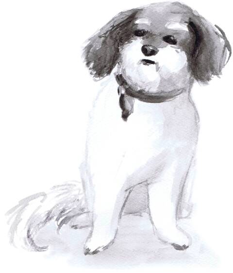 Naturstudie eines Hundes. Von Josi Saefkow. Gemalt mit Feder, Pinsel und Aquarell