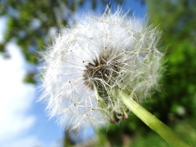 Pusteblume, Löwenzahn aus der Nähe fotografiert. Makrofotografie, Fotografie von Josi Saefkow.