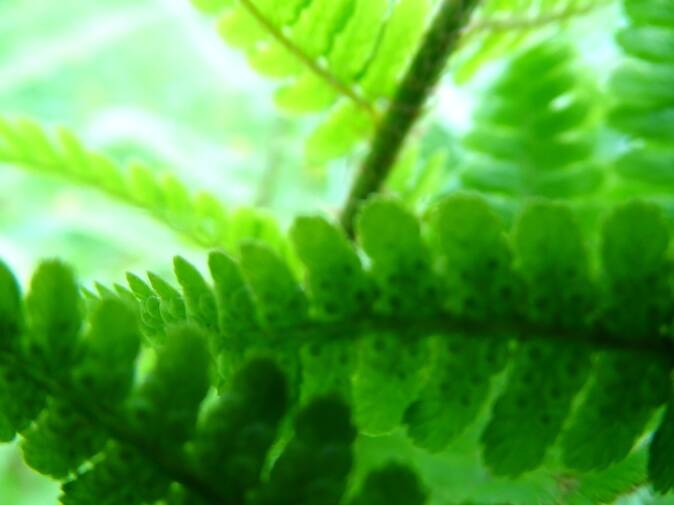 grüne Farne, Blätter aus der Nähe fotografiert. Makrofotografie, Fotografie von Josi Saefkow.