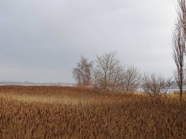 am Wasser, ein Feld mit orangen Gras. Ein paar Bäume. Im Herbst.