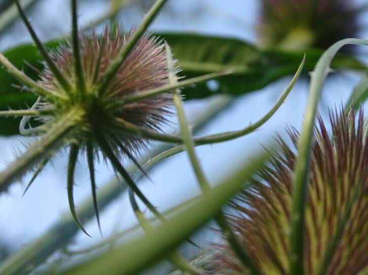 stachelige Pflanze Blätter aus der Nähe fotografiert. Makrofotografie, Fotografie von Josi Saefkow.