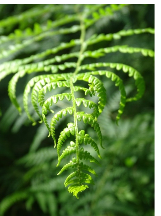 grüner Farn aus der Nähe fotografiert. Makrofotografie, Fotografie von Josi Saefkow.