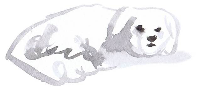 Naturstudie eines Hundes. Von Josi Saefkow. Gemalt mit Feder, Pinsel und Aquarell