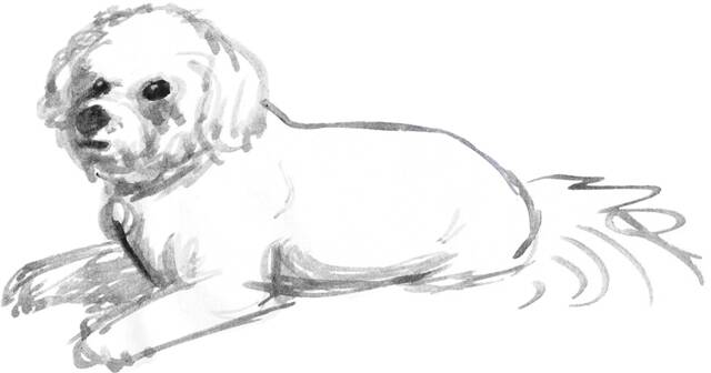 Naturstudie eines Hundes. Von Josi Saefkow. Gemalt mit Feder, Pinsel und Aquarell