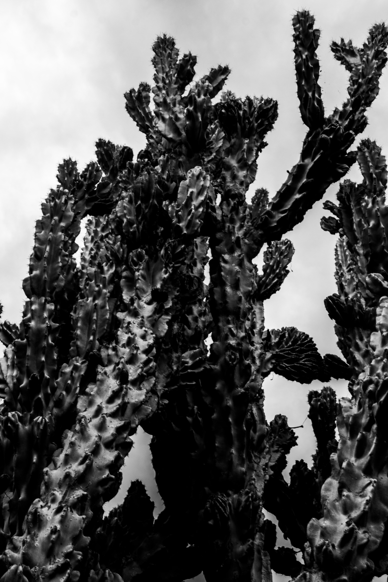 Madeira Botanical Garden