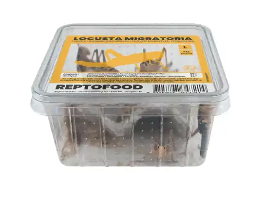 Sprinkhaan bakje halfwas