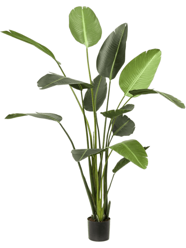 Strelitzia 230 cm