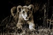 INNATE AUTHENTICITY-INNATE INNOVATION, VERTICAL GROWTH