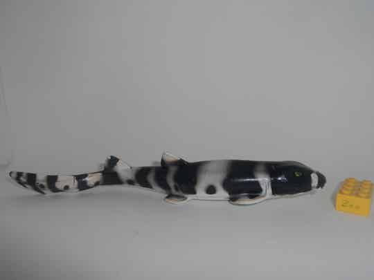 K&M Bambushai    bamboo shark