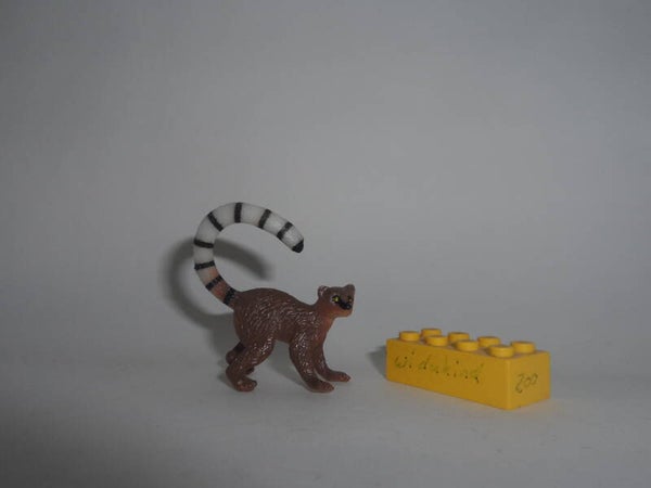 Katta   ringtailed   lemur