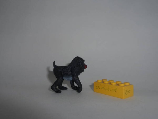 Mandrill         Affe   monkey