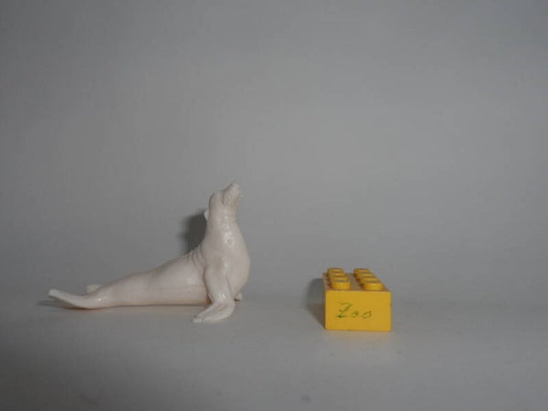 Linde   Seelöwe   Sea lion