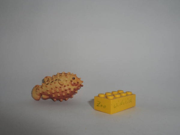 Kenner  Kugelfisch   Pufferfish     Fisch