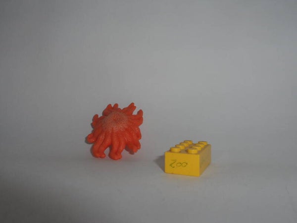 Yowies US   Sonnenblumen - Seestern     sunflower sea star