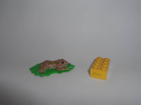 Yowies US  Froschlurch     mutable rain frog   Pristimantis mutabilis