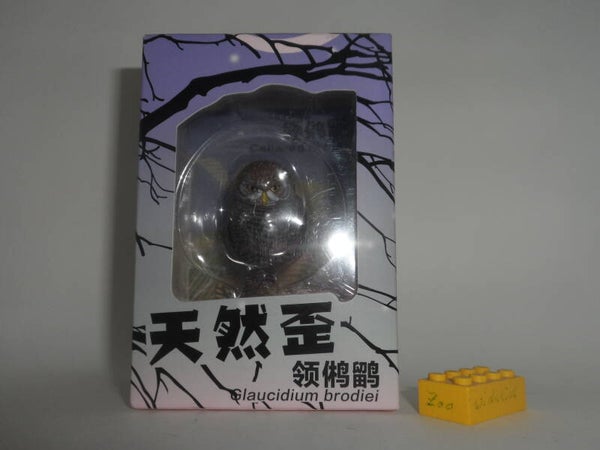 Naturalism  Wachtel - Sperlingskauz     Collared owlet