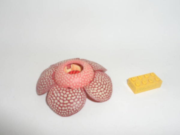 Takara Tomy Arts   Rafflesia  A