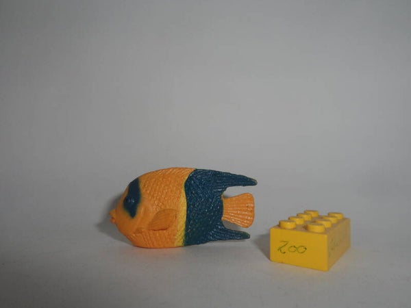 K&M Blaugelber Zwergkaiserfisch    Bicolor angelfish