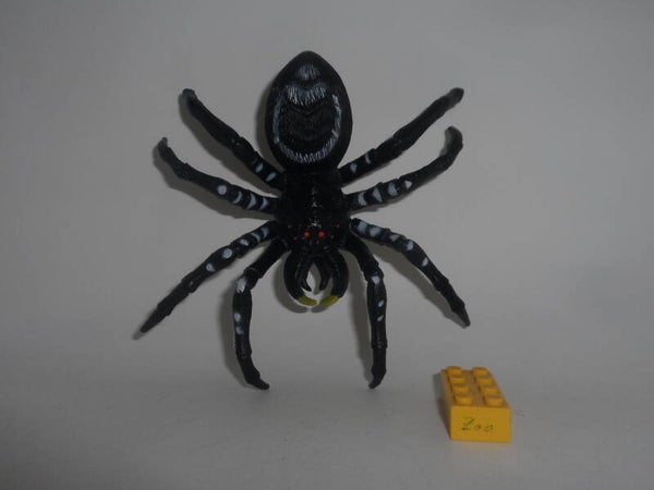 Chap Mei Spinne Spider