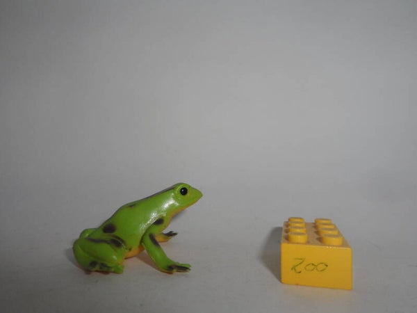 W.N.  Erdbeerfröschchen  La-Gruta Farbvariante      strawberry poison dart frog  colon morph