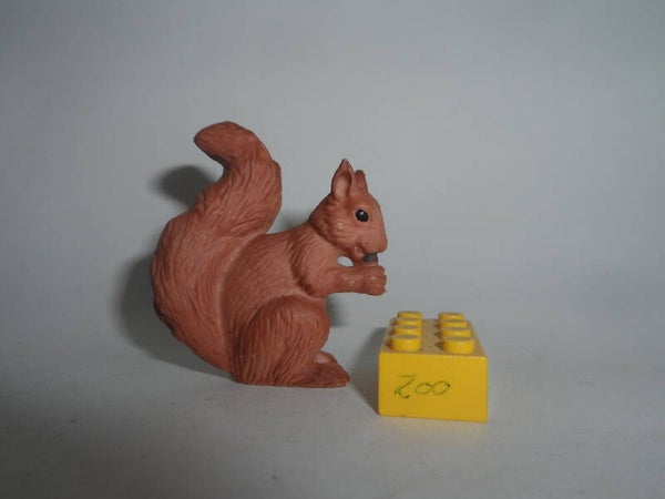 Rotes Eichhörnchen   red squirrel