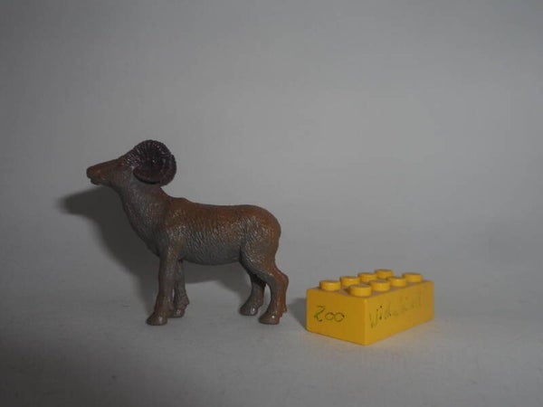 Nayab  Wildschaf    Ovis