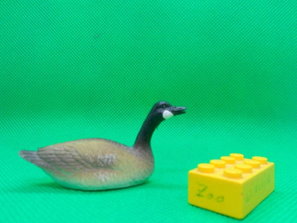 New-Ray Kanada - Gans   Kanadagans schwimmend  canada goose swimming