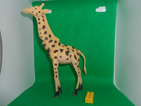 Boley   Giraffe   giraffe