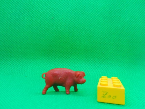 Tim - Mee  Schwein  Pig 2