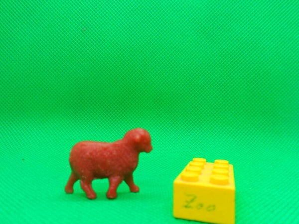 Tim - Mee  Schaf    sheep