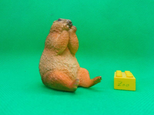 1/6 fressendes Murmeltier Marmot Сурки  Marmota  Marmotte  旱獺屬