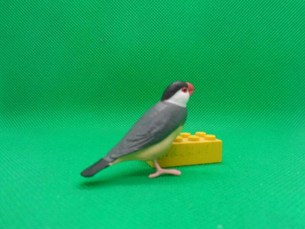 Reisfink  Reisamadine  Java sparrow