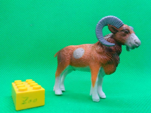 Tedi  Mufflon   european mouflon