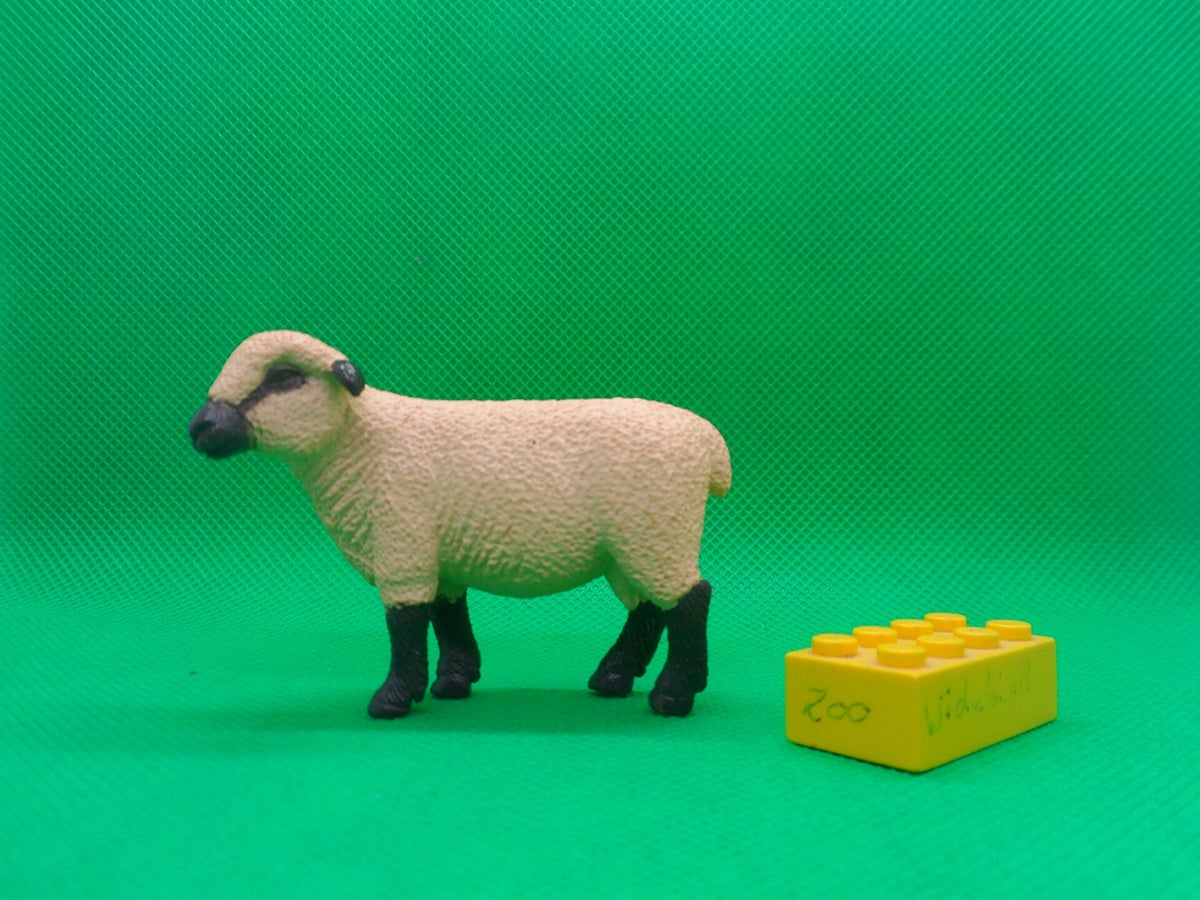 Tedi Shropshire - Schaf sheep | Plastic zoo shop