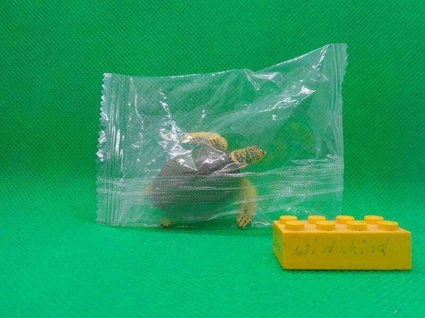 Toymany Oliv - Bastardschildkröte  olive ridley sea turtle  Lepidochelys olivacea