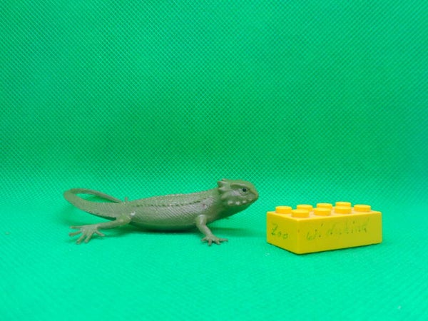 Flachschwanz - Krötenechse  flat - tailed horned lizard  Phrynosoma mcallii