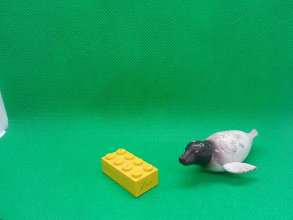 Ricolino Mittelmeer - Mönchsrobbe  mediterranean monk seal   Monachus monachus