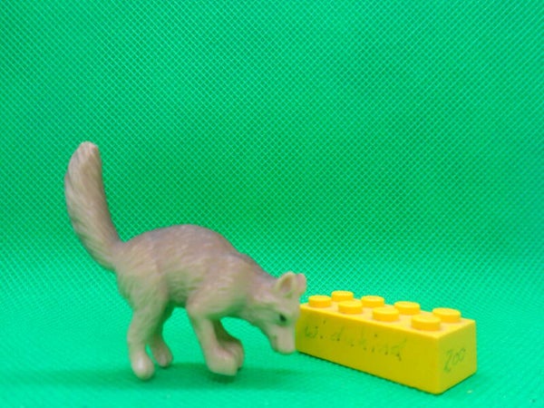 Ricolino Graufuchs   Gray fox   Urocyon cinereoargenteus   Zorro gris