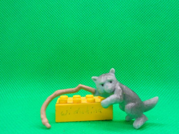 Ricolino  mexikanischer Waschbär   mexican Raccoon  Procyon lotor