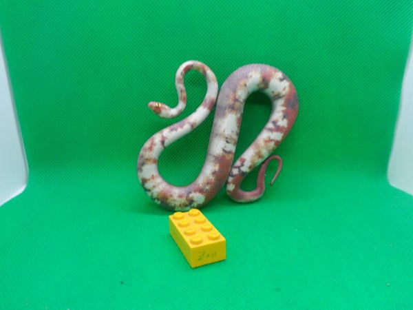 Planet Wow Blue Ocean  Titanboa  Titanoboa   Schlange