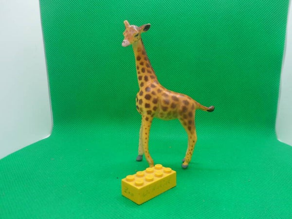 AAA Giraffenkalb  Giraffe calf 2