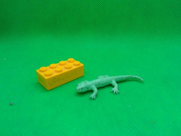 COG Ltd  Grüner Salamander Aneides aeneus  green salamander  Зелёная саламандра