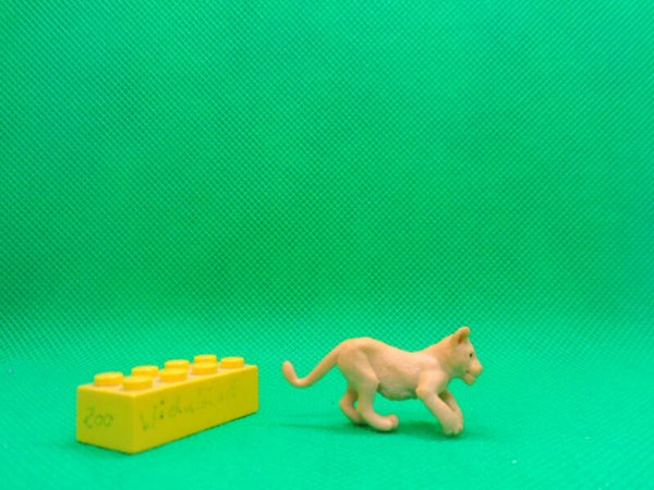 Recur  Löwe Löwenjunges laufend  lion cub walking   Panthera leo  Лев   león  juveline 狮