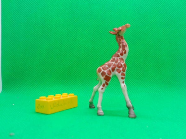 Recur Giraffenkalb giraffe calf  Жирафы  Giraffa camelopardalis reticulata  Giraffa  Girafa  长颈鹿  jirafa