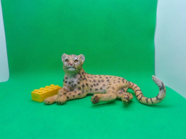 AAA  Gepard juveline  liegend  cheetah  lying  Гепард  Acinonyx jubatus  guepardo  chita   guépard