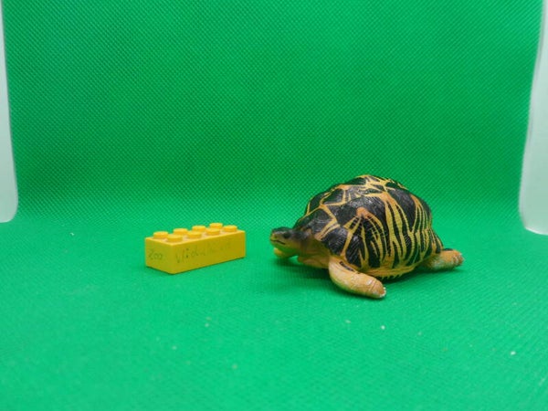 Toymany Strahlenschildkröte Schildkröte radiated tortoise Astrochelys radiata   Лучистая черепаха  tortuga radiada  tortue étoilée de Madagascar  射紋龜