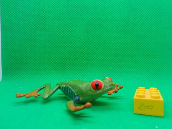 Safari Ltd  Rotaugenlaubfrosch  Red-eyed Tree Frog  Agalychnis callidryas  Красноглазая квакша  rana verde de ojos rojos  Rainette aux yeux rouges  红眼树蛙