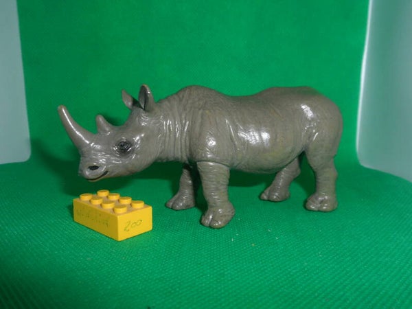 Brunnen Breitmaulnashorn  White rhinoceros  Ceratotherium simum  rinoceronte blanco  Rhinocéros blanc